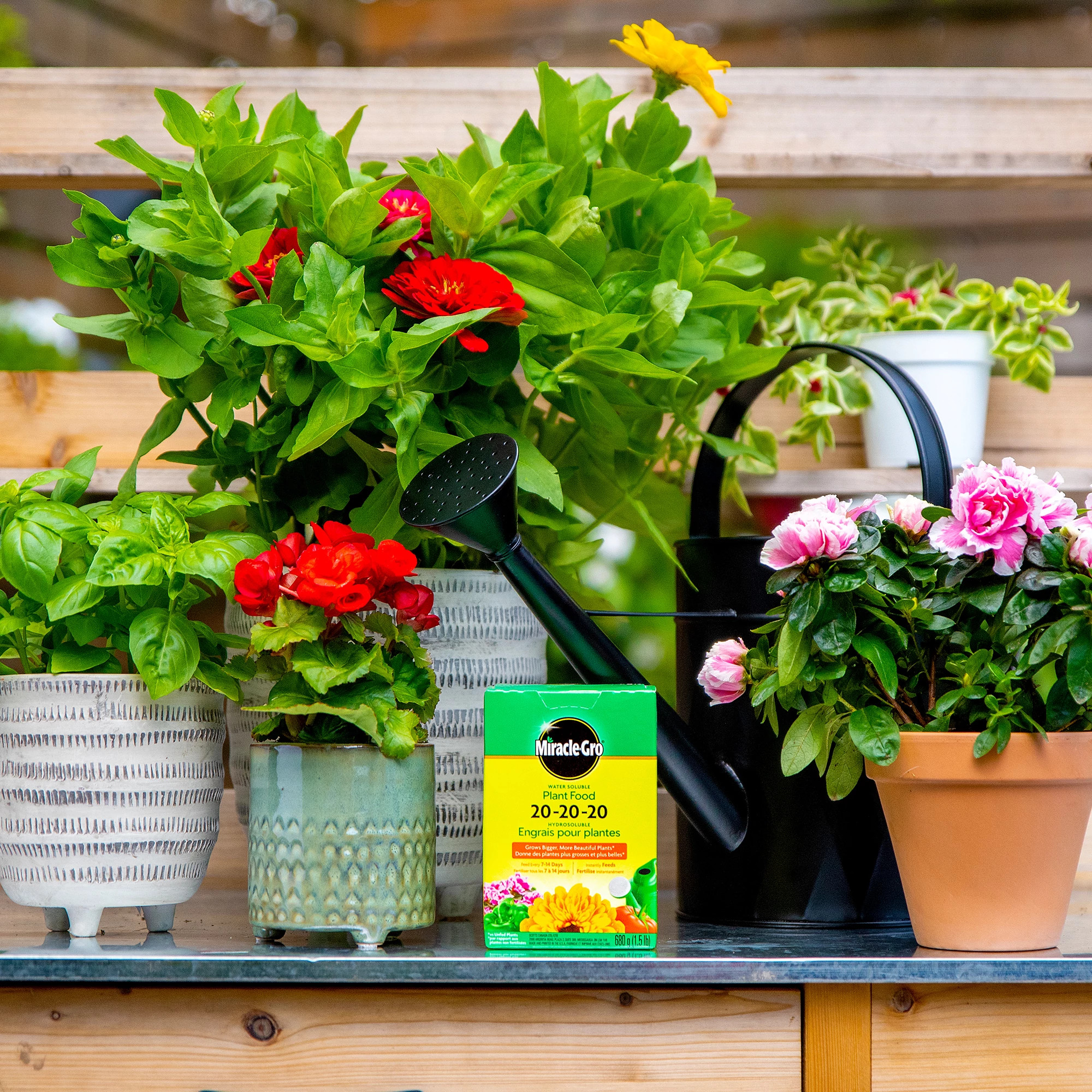 Water Soluble Plant Food 20-20-20 | ScottsMiracle-Gro CA